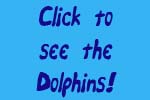 Watch our dolphin movie!